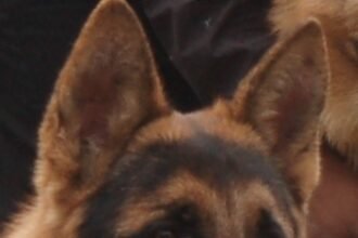 साइंस सिटी कपूरथला में 17वां और 18वां ऑल ब्रीड डॉग शो 4 फरवरी