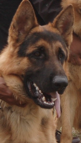 साइंस सिटी कपूरथला में 17वां और 18वां ऑल ब्रीड डॉग शो 4 फरवरी