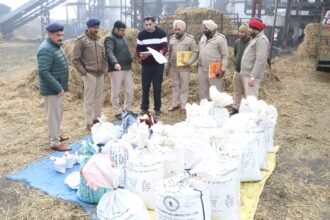 जालंधर कमिश्नरेट पुलिस ने 2.5 क्विंटल से अधिक मादक पदार्थ किये नष्ट