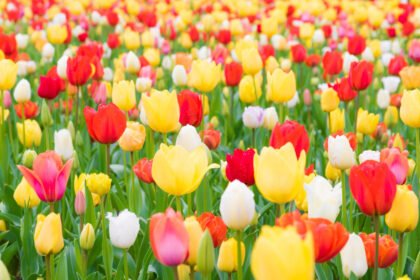 साइंस सिटी में पुष्प प्रदर्शनी 2 मार्च को