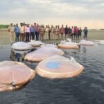 ਆਬਕਾਰੀ ਵਿਭਾਗ ਵਲੋਂ ਦਰਿਆ ਸਤਲੁਜ ਦੇ ਨੇੜੇ ਛਾਪੇਮਾਰੀ ਦੌਰਾਨ 18000 ਲੀਟਰ ਲਾਹਨ ਬਰਾਮਦ ਕਰਕੇ ਮੌਕੇ ’ਤੇ ਕੀਤੀ ਨਸ਼ਟ