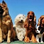 पुष्पा गुजराल साइंस सिटी, कपूरथला में 19वां व 20वां डॉग शो 26 जनवरी को