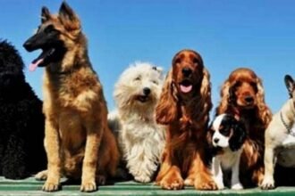 पुष्पा गुजराल साइंस सिटी, कपूरथला में 19वां व 20वां डॉग शो 26 जनवरी को