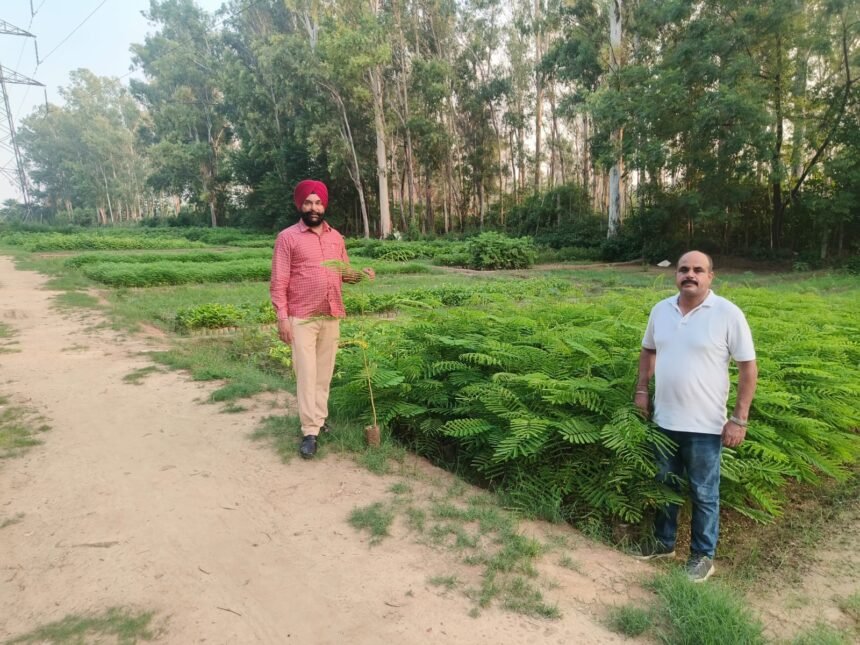 जालंधर में हरियावल बढ़ाने के लिए इस मानसून में 3.5 लाख से अधिक पौधे लगाए जाएंगे : डिप्टी कमिश्नर