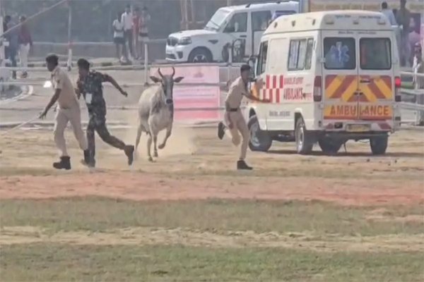 CM नीतीश के हेलीकॉप्टर लैंडिंग से ठीक पहले हेलीपैड पर घुसी गाय, जान बचाकर भागे पुलिसकर्मी