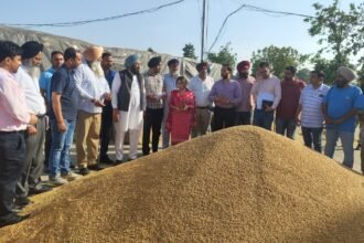 पंजाब सरकार गेहूं का एक-एक दाना खरीदने के लिए वचनबद्ध– विधायक बलकार सिंह