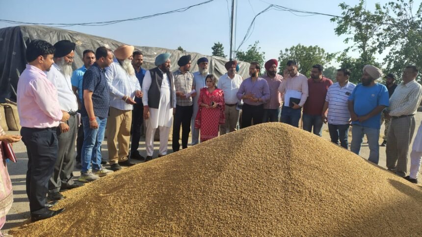 पंजाब सरकार गेहूं का एक-एक दाना खरीदने के लिए वचनबद्ध– विधायक बलकार सिंह